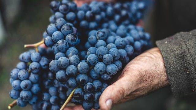 cave vin pontivy vigneron recolte raisin