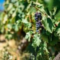 grappe raisin vignoble